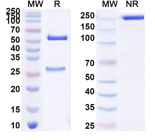 Anti-ZEBOV NP/Nucleoprotein Recombinant Monoclonal Antibody (KZ51) - SDS-PAGE