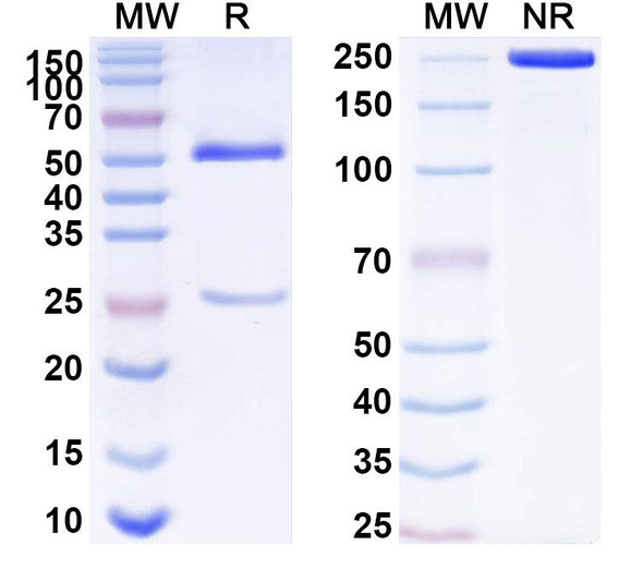 Anti-Human KRAS/K-Ras 2 Recombinant Monoclonal Antibody (SAA1513) - SDS-PAGE