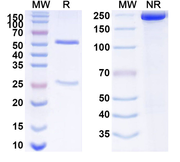 Anti-Human ANXA4 Recombinant Monoclonal Antibody (SAA1522) - SDS-PAGE