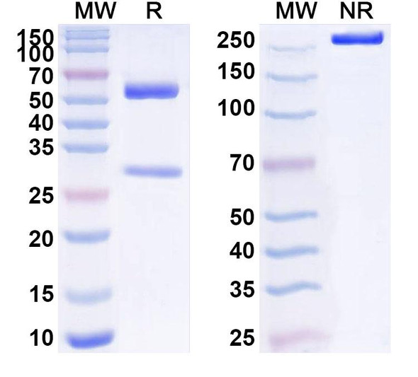 Anti-Human CLPTM1 Recombinant Monoclonal Antibody (SAA1543) - SDS-PAGE