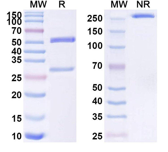 Anti-Human HLA-E Recombinant Monoclonal Antibody (SAA1575) - SDS-PAGE