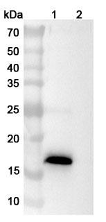 Anti-Human AREG Recombinant Monoclonal Antibody (SAA1585) - WB