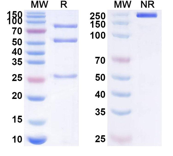 Anti-Human PILRA/PILRα Recombinant Monoclonal Antibody (SAA1628) - SDS-PAGE
