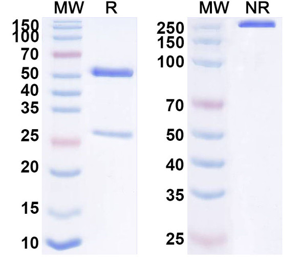 Anti-Human CD328/SIGLEC7 Recombinant Monoclonal Antibody (SAA1634) - SDS-PAGE