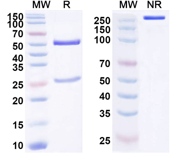 Anti-Human SEMG2 Recombinant Monoclonal Antibody (SAA1657) - SDS-PAGE