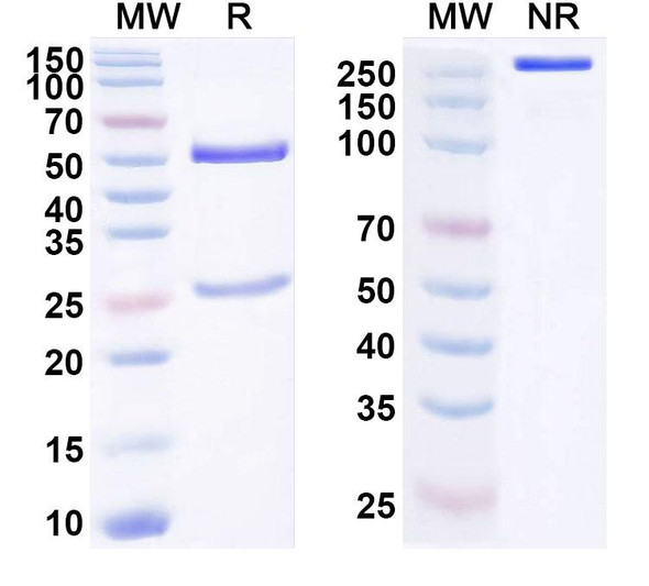 Anti-Human SEMG2 Recombinant Monoclonal Antibody (SAA1657) - SDS-PAGE