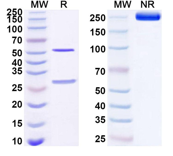 Anti-Human BTN1A1 Recombinant Monoclonal Antibody (SAA1669) - SDS-PAGE
