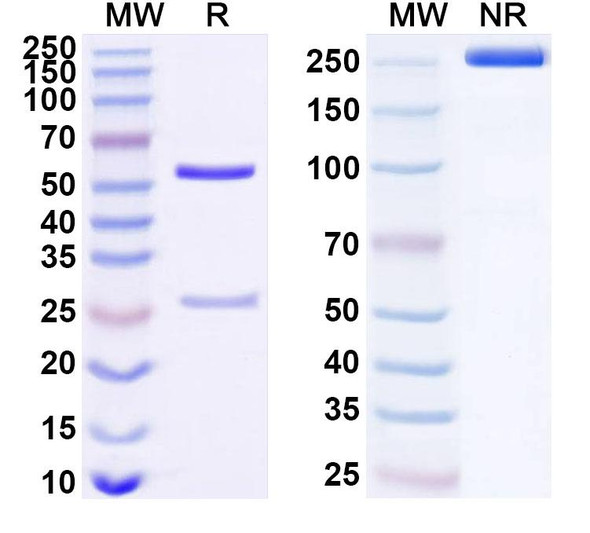 Anti-Human ATR Recombinant Monoclonal Antibody (SAA1672) - SDS-PAGE
