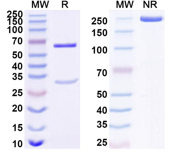 Anti-Human STX1A Recombinant Monoclonal Antibody (SAA1684) - SDS-PAGE