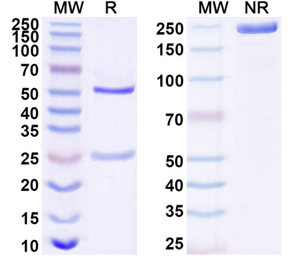 Anti-Human COBLL1 Recombinant Monoclonal Antibody (SAA1695) - SDS-PAGE