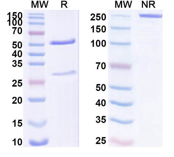 Anti-Human NOTCH4 Recombinant Monoclonal Antibody (SAA1712) - SDS-PAGE