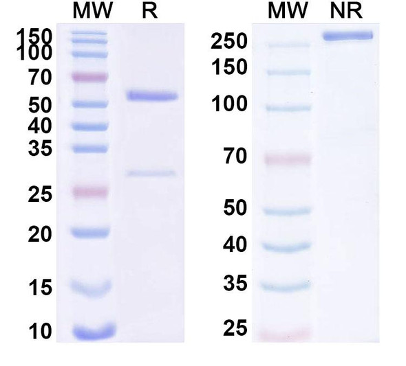 Anti-Human TMX2 Recombinant Monoclonal Antibody (SAA1729) - SDS-PAGE