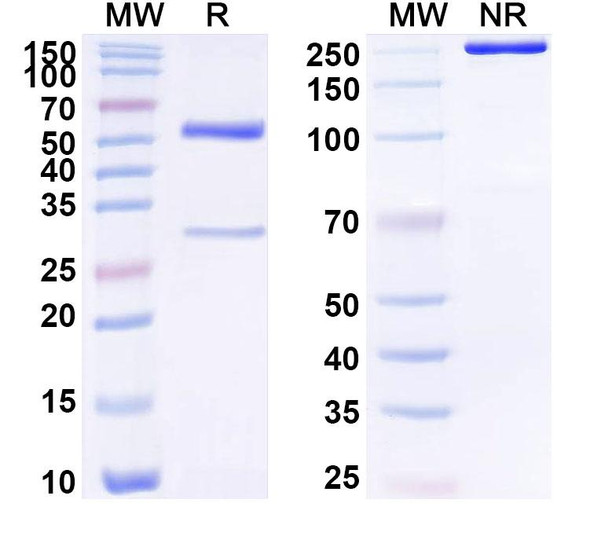 Anti-Human SCG3 Recombinant Monoclonal Antibody (SAA1746) - SDS-PAGE