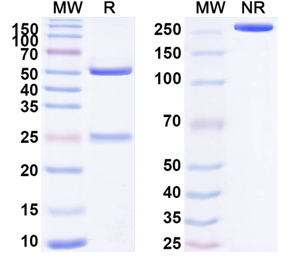 Anti-Human BRAF/B-Raf Recombinant Monoclonal Antibody (SAA1756) - SDS-PAGE