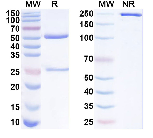 Anti-Human JAM3 Recombinant Monoclonal Antibody (SAA1837) - SDS-PAGE