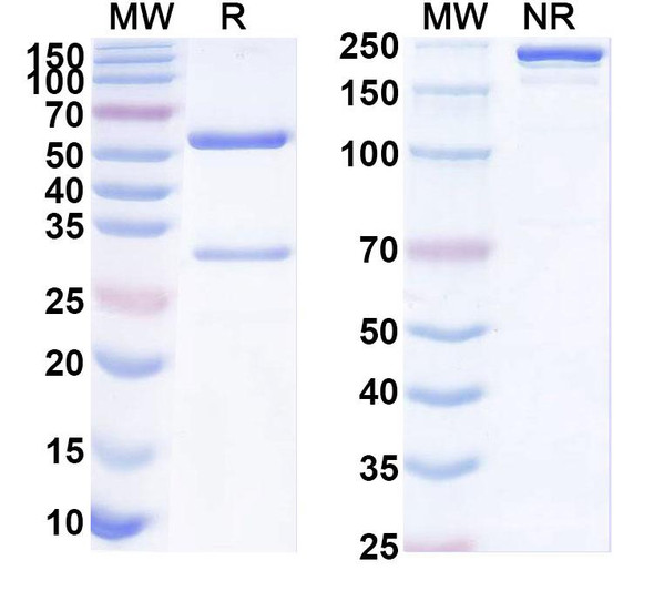Anti-Human EMB Recombinant Monoclonal Antibody (SAA1846) - SDS-PAGE