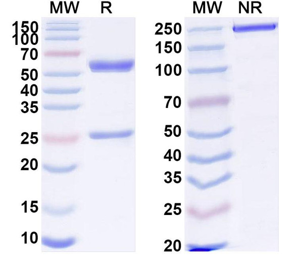 Anti-Human TAFA1 Recombinant Monoclonal Antibody (SAA1854) - SDS-PAGE