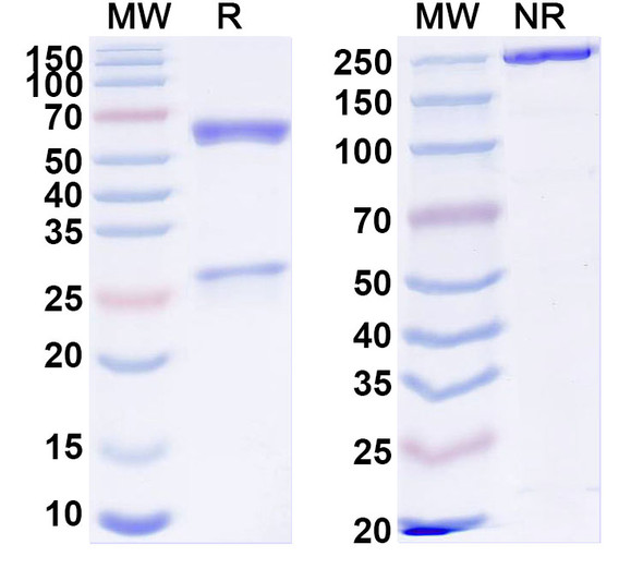 Anti-Human JAML Recombinant Monoclonal Antibody (SAA1859) - SDS-PAGE