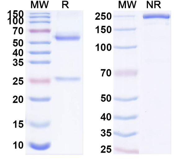Anti-Human ORAI1 Recombinant Monoclonal Antibody (SAA1876) - SDS-PAGE