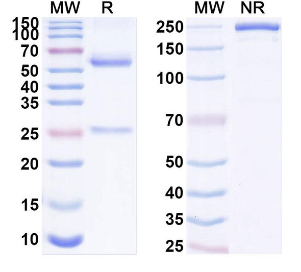 Anti-Human ORAI1 Recombinant Monoclonal Antibody (SAA1876) - SDS-PAGE