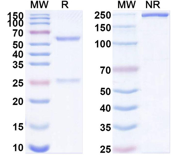 Anti-Human PERP Recombinant Monoclonal Antibody (SAA1879) - SDS-PAGE