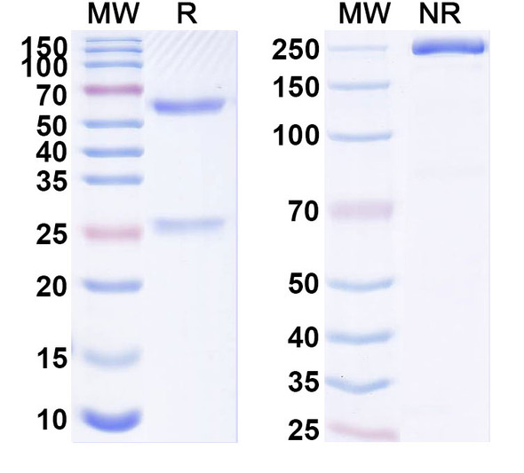 Anti-Human MS4A4A Recombinant Monoclonal Antibody (SAA1884) - SDS-PAGE