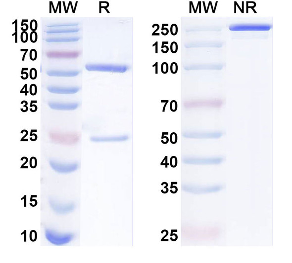 Anti-Human OR10H1 Recombinant Monoclonal Antibody (SAA1924) - SDS-PAGE