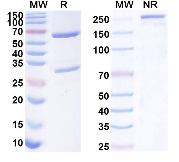 Anti-Human CD307b/FCRL2/IRTA4 Recombinant Monoclonal Antibody (SAA1940) - SDS-PAGE