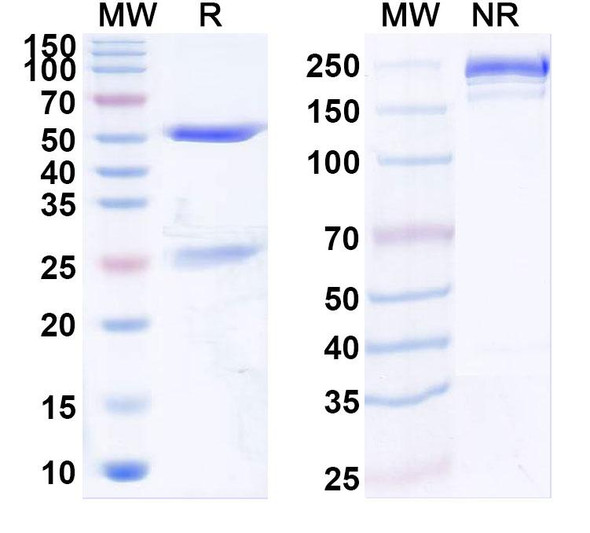 Anti-Human NTF3/NGF2 Recombinant Monoclonal Antibody (SAA1952) - SDS-PAGE