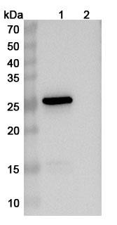 Anti-Human TNNI3/Troponin I Recombinant Monoclonal Antibody (SAA1968) - WB