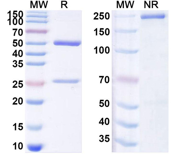 Anti-Human CD307d/FCRL4/IRTA Recombinant Monoclonal Antibody (SAA1985) - SDS-PAGE