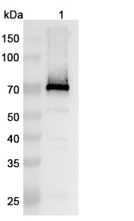 Anti-Human GPC3 Recombinant Monoclonal Antibody (YP7) - WB