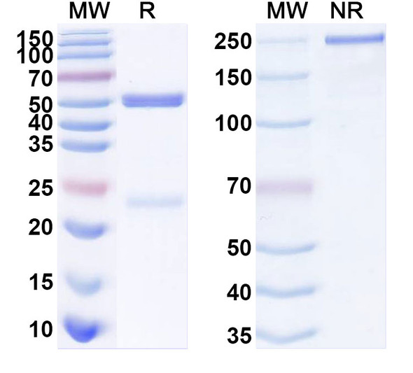 Anti-Human glyco-MUC4 Recombinant Monoclonal Antibody (15F3) - SDS-PAGE