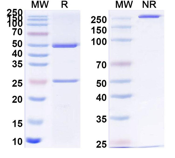 Anti-Human APP/Amyloid beta Recombinant Monoclonal Antibody (3D6) - SDS-PAGE