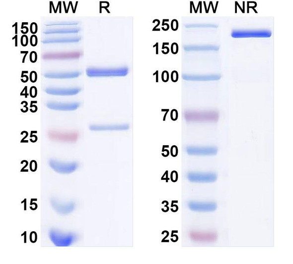 Anti-phOx/2-phenyloxazol-5(4H)-one Recombinant Monoclonal Antibody (NQ16/113.8) - SDS-PAGE