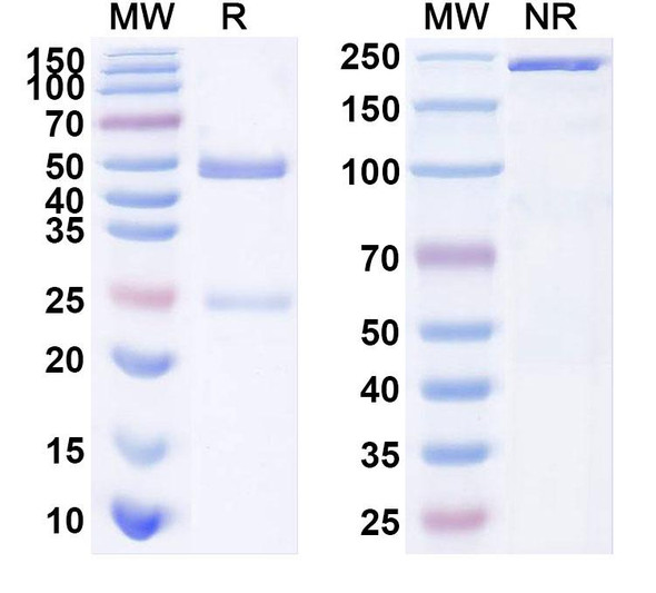 Anti-phOx/2-phenyloxazol-5(4H)-one Recombinant Monoclonal Antibody (3B6) - SDS-PAGE