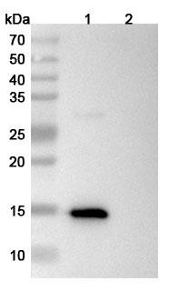Anti-Neisseria meningitidis NHBA/Dextranase Recombinant Monoclonal Antibody (5H2) - WB