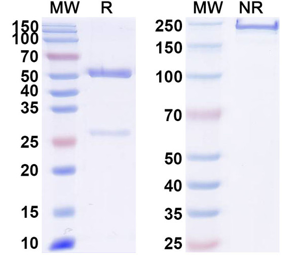 Anti-TBEV Envelope protein E Recombinant Monoclonal Antibody (13D6) - SDS-PAGE