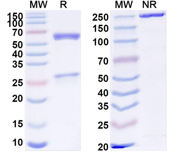 Anti-Human HLA-A2 Recombinant Monoclonal Antibody (3PB2) - SDS-PAGE