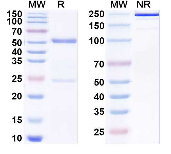Anti-Human HLA-DRA/DRB4 Recombinant Monoclonal Antibody (GPC-8-6) - SDS-PAGE