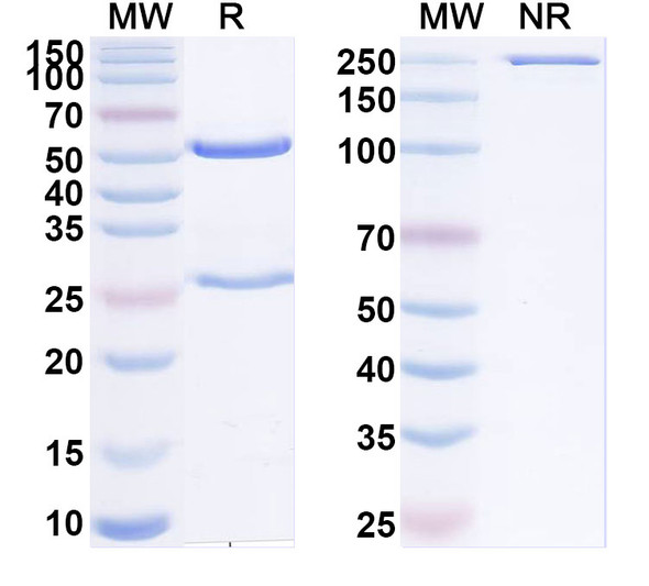 Anti-Human HLA-DRA/DRB4 Recombinant Monoclonal Antibody (GPC-8-1) - SDS-PAGE