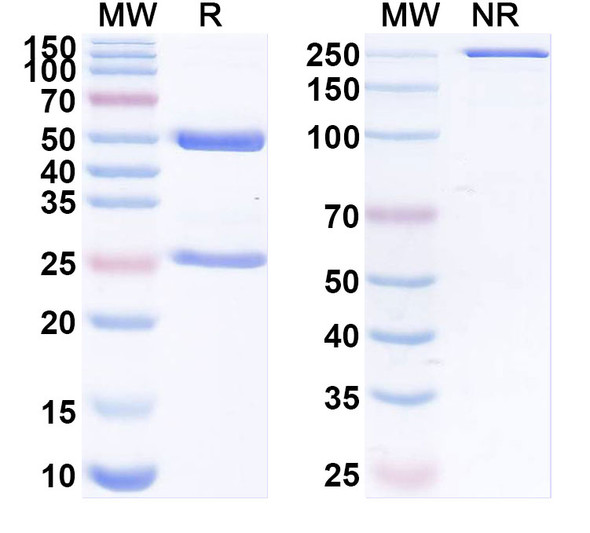 Anti-Human HLA-DRA/DRB4 Recombinant Monoclonal Antibody (GPC-8-6-2) - SDS-PAGE