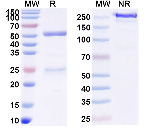 Anti-Human HLA-G Recombinant Monoclonal Antibody (0033#) - SDS-PAGE