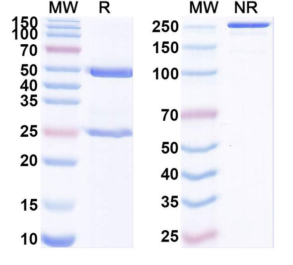 Anti-Human HLA-G Recombinant Monoclonal Antibody (0039#) - SDS-PAGE