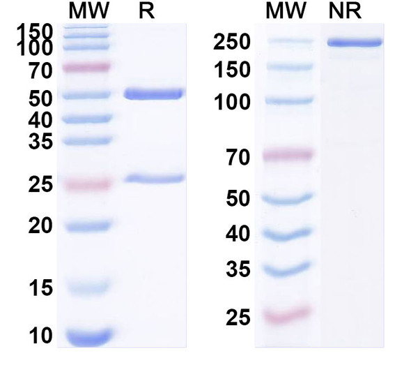 Anti-Human HLA-G Recombinant Monoclonal Antibody (R4C-C3) - SDS-PAGE