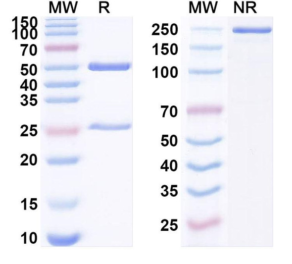 Anti-Human HLA-G Recombinant Monoclonal Antibody (R4C-C3) - SDS-PAGE