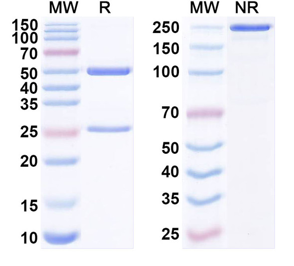 Anti-Human HLA-G Recombinant Monoclonal Antibody (R5C-D8) - SDS-PAGE