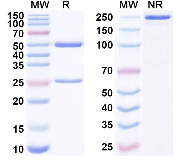 Anti-Human HLA-G Recombinant Monoclonal Antibody (N27F12) - SDS-PAGE