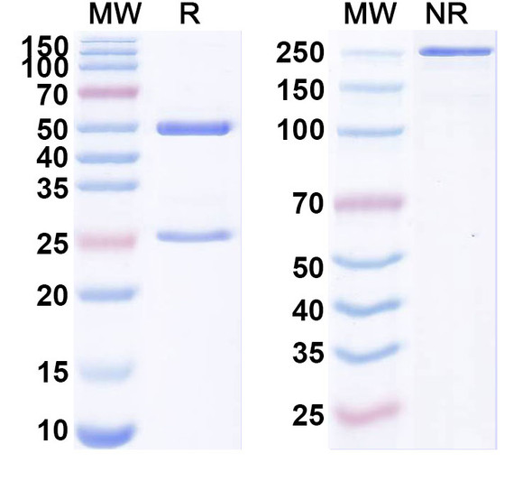 Anti-Human HLA-G Recombinant Monoclonal Antibody (R6B-H10) - SDS-PAGE