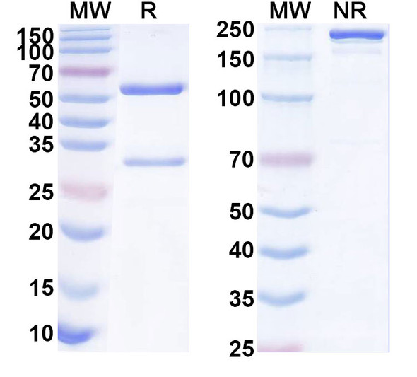 Anti-Human HLA-G Recombinant Monoclonal Antibody (3H11) - SDS-PAGE